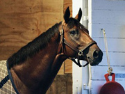 Horse Big Brown